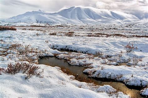 Surviving in the Cold Alaskan Tundra .